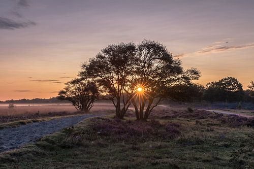 Sunrise with morning fog at the heather.
