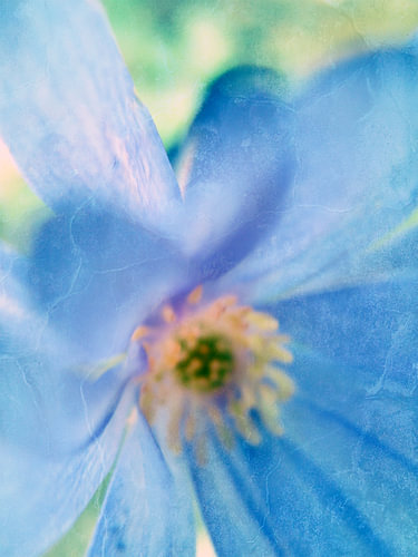 hepatica nobilis