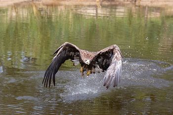 Raptor
