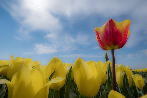 Tulpenland