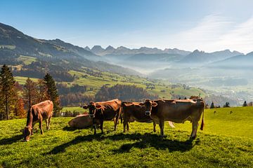 Koeien in een weide in Zwitserland van Conny Pokorny