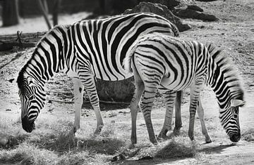 Zebra's