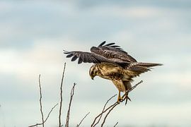 Mäusebussard - Buteo buteo