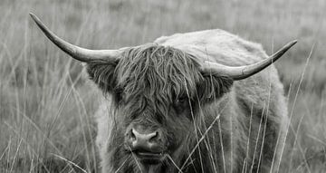 Schotse Hooglander 21