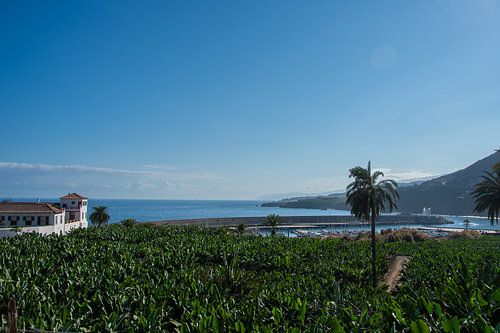 Plantation de bananes près de Garachico sur l'île canarienne de Ténériffe sur David Esser