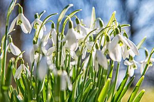 Zarte weiße Schneeglöckchen kündigen den Frühling an.