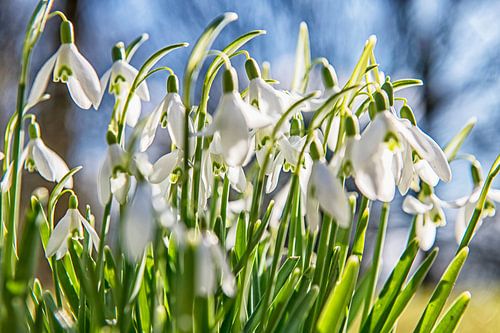 De tendres perce-neige blancs annoncent le printemps.