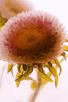 Asters in ijs 3 van Marc Heiligenstein