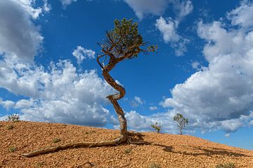 De Eenzaamheid van Overleven: Een Boom in Red Canyon II van Gerry van Roosmalen