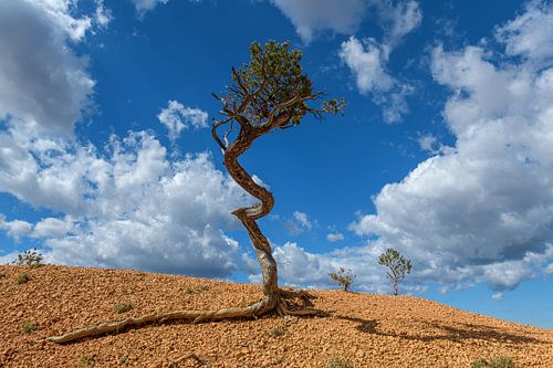 De Eenzaamheid van Overleven: Een Boom in Red Canyon II
