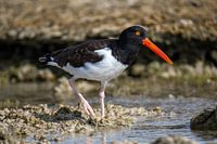 American pied oystercatcher