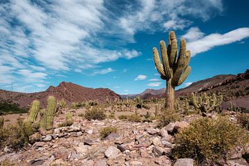 Vallée des cactus sur Sebastiaan Bergacker