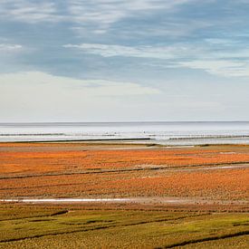 Salicorne rouge en fleur à l'Uithuizerwad, au nord de la province de Groningue sur Marga Vroom