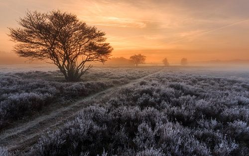 Mûre sur la lande près de Crailo