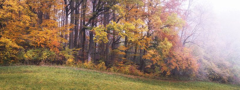 La forêt dans le brouillard d'automne par Tobias Luxberg
