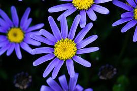 Blue Marguerite by Dennis Schaefer