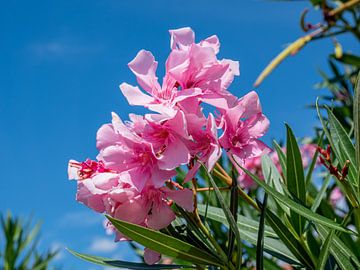 Oelander in der Blüte im Sommer von Animaflora PicsStock