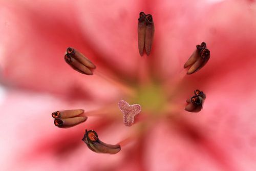 Stack foto van meeldraden en stamper van een lelie