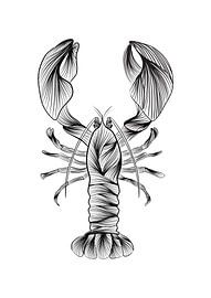 Illustration Lobster - line art - animals - black and white - ocean by Studio Tosca