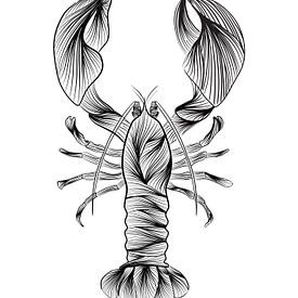 Illustration Lobster - line art - animals - black and white - ocean by Studio Tosca