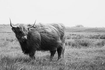 Schotse Hooglander van Dian Kors