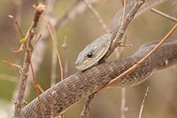 Zwarte mamba in boom