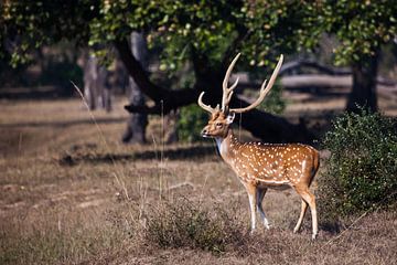 beau cerf sika mâle à cornes ou cerf tacheté, une bête puissante sur Michael Semenov