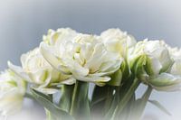 Frühlingsblumen weiße Pfingstrosen-Tulpen in der Vase auf hellem Hintergrund in der Sonne