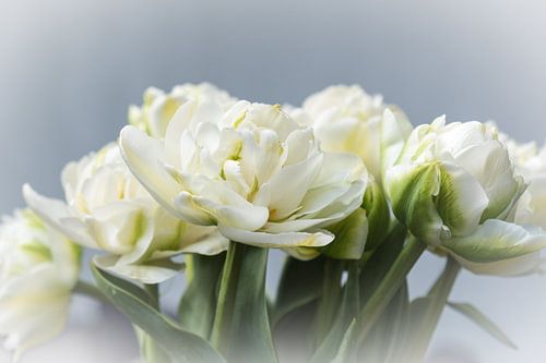 Fleurs de printemps : tulipes blanches en pivoine dans le vase sur un fond clair au soleil