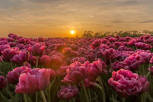 Champ de tulipes au coucher du soleil.