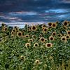 sonnenblumen am Abend von Photoart-Naegele