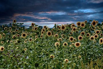 Zonnebloemen in de avond van Photoart-Naegele