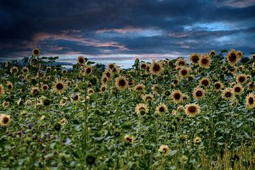 Zonnebloemen in de avond van Michael Nägele