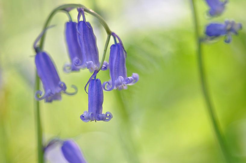 The blue forest of Halle by Bianca Dekkers-van Uden