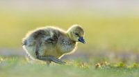 Neues Leben - Gosling im Morgenlicht von Gianni Argese Miniaturansicht