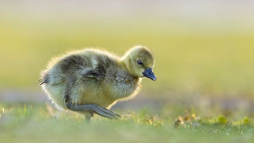 Nieuw Leven – Ganzenkuiken in het Ochtendlicht van Gianni Argese