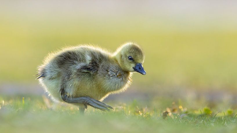 Neues Leben - Gosling im Morgenlicht von Gianni Argese
