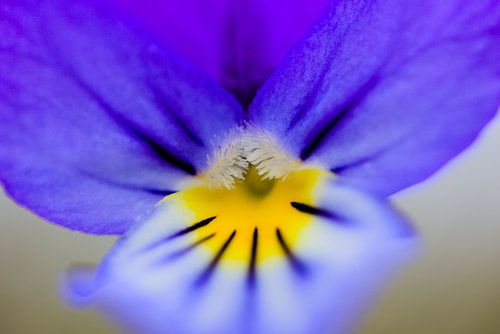 Violett in voller Sicht