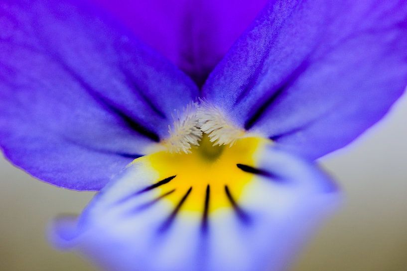Violette en pleine vue par Paul Groefsema
