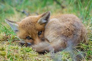 Junger Fuchs