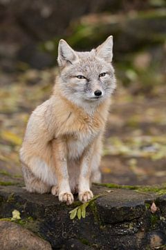 Fox in the forest by Berit Kessler