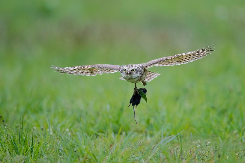 Burrowing owl with mouse by Larissa Rand