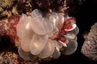 Orangutan crabs among the vibrant bubble coral, Siamil Island in Malaysia