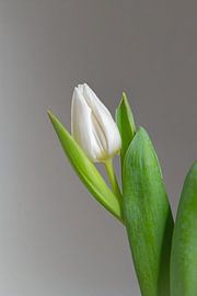 White Tulip III - Peace by Cindy Coenen Fine Art Photography