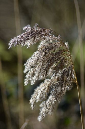 riet