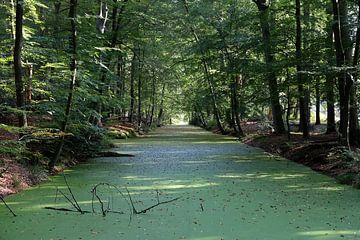 Sloot in het bos II van Frank de Ridder