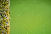 Groen spinnenweb
