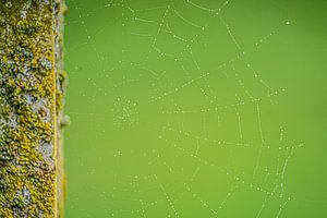 Groen spinnenweb van Mark Damhuis