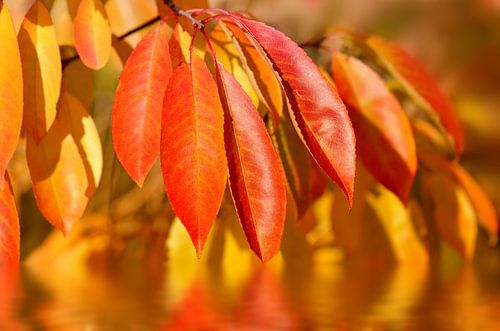 Herfst