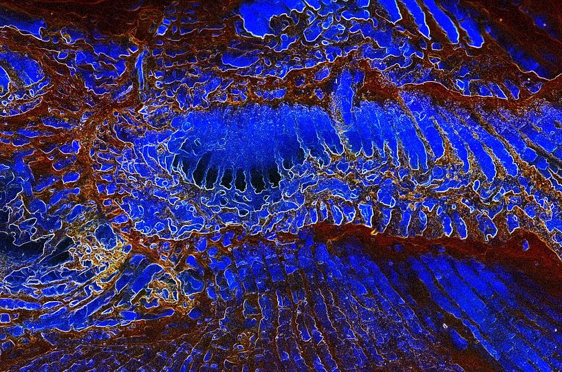 Dragons Clash van De Rover